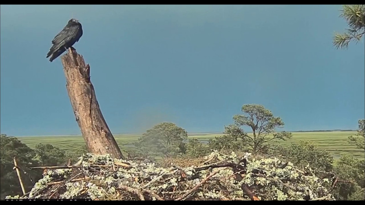 Molting Crow preens 18 27 Video 2017 08 09 201912 YouTube