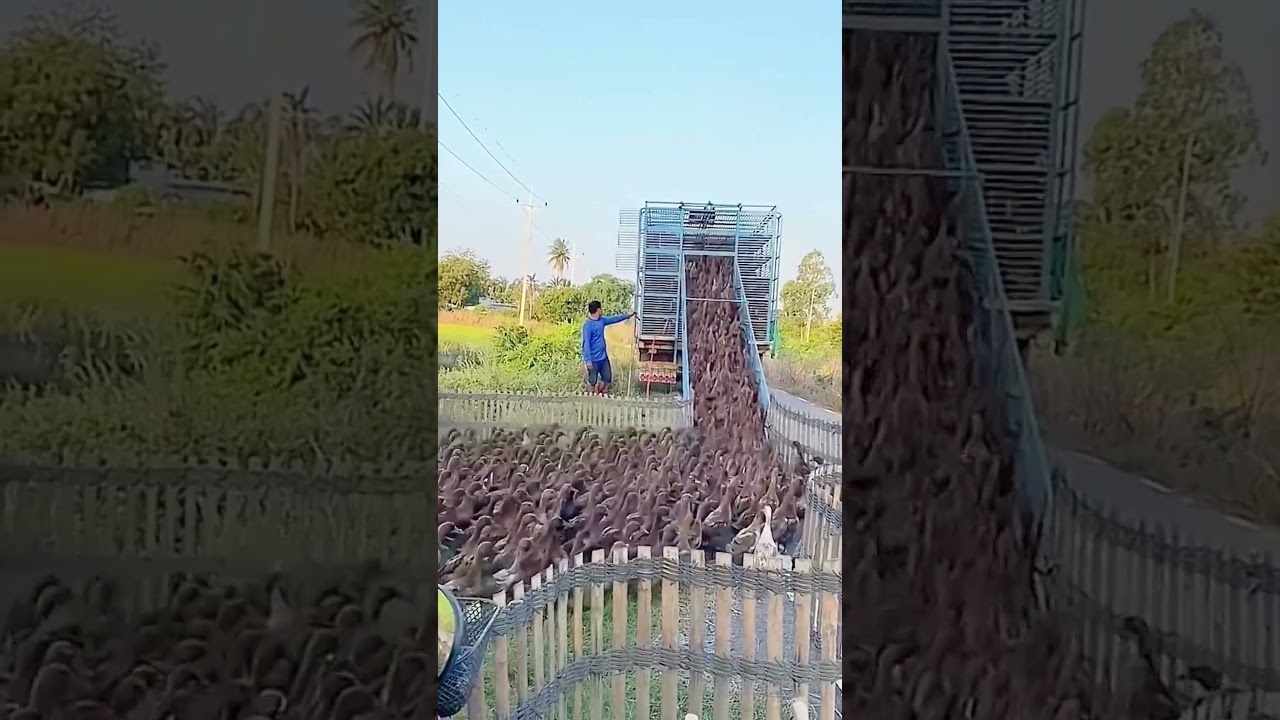 Loading process of ducks onto a truck