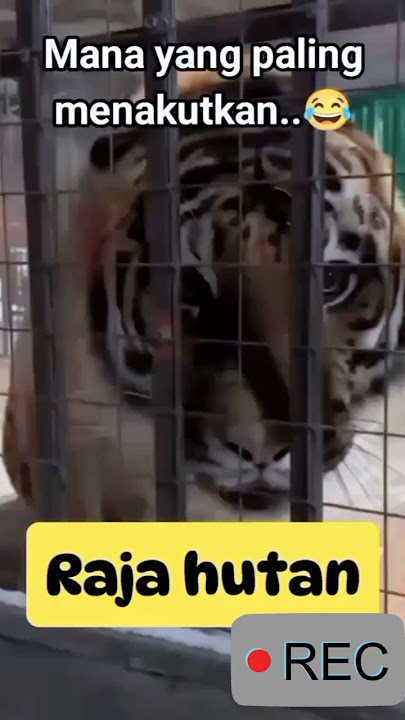 Suara Harimau vs Kucing: Mana Lebih Menakutkan, Raja Hutan atau Raja Dapur?#videoshort