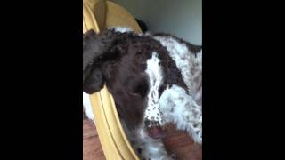 IMG_0119.MOV