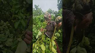കൃഷി എന്നു പറഞ്ഞാൽ ഇങ്ങനെയാണ് #lemonfarm