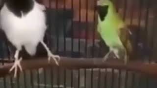 Download Lagu JALAK SUREN VS CUCAK IJO, sama sama fighter MP3