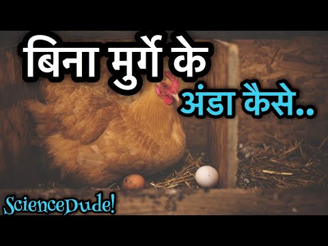 वीडियो: क्या मुर्गी बिना मुर्गे के अंडे दे सकती है?