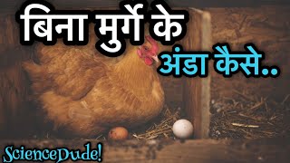 क्या बिना मुर्गे के मुर्गी अंडा दे सकती है || How Does Hen Lay Eggs With And Without Rooster