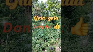 Gala-gala Dangdut Mantap #shorts #dangdutviral #galagala