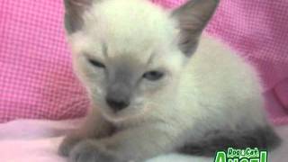 【ペットショップ エンゼル】お薦めの子犬・子猫 1108001.mpg