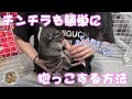 【危機感なし】ラクトバイトを使えば簡単に抱っこされてしまうチンチラ  Chinchilla forgot survive sprit because of "Lacto Vite".