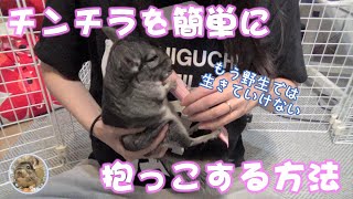 【危機感なし】ラクトバイトを使えば簡単に抱っこされてしまうチンチラ  Chinchilla forgot survive sprit because of "Lacto Vite".