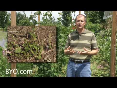 Growing Hops - Brew Your Own Magazine