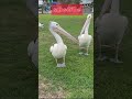 Cute Pelicans 🐦😍 #shorts #viral #pelican