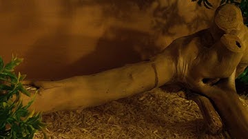 My first video (Snake feeding)