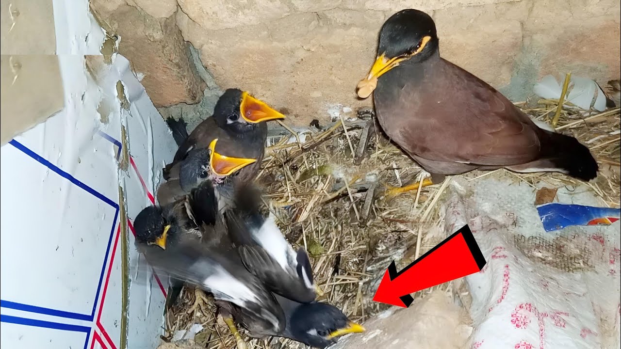 Myna Baby Leaves the Nest for the First Time @birdsandbaby8259 - YouTube