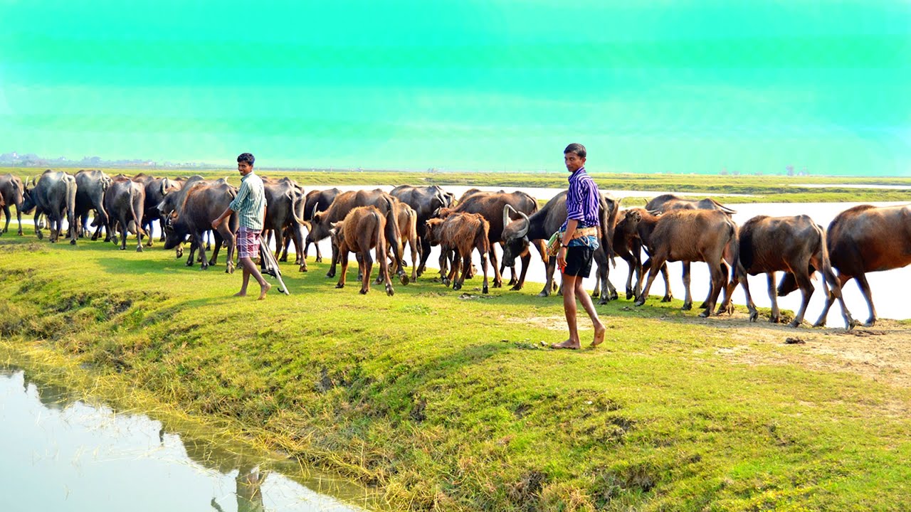 ৫/৭/২৪/একেবারে কমদামের মহিষ,রাজশাহীর চলন বিল এর, মহিষের পাল দেখলে মাথাই নষ্ট, অবশ্যই দাম ও জানব।