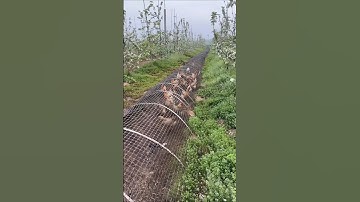 TUNEL de ALAMBRE para gallinas, una GRAN IDEA para tu gallinero