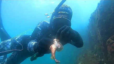 大深藍潛水撬鮑魚，老表天天石斑不離手，鮑魚抓一筐價值幾千塊【探海漁人】 - 天天要聞