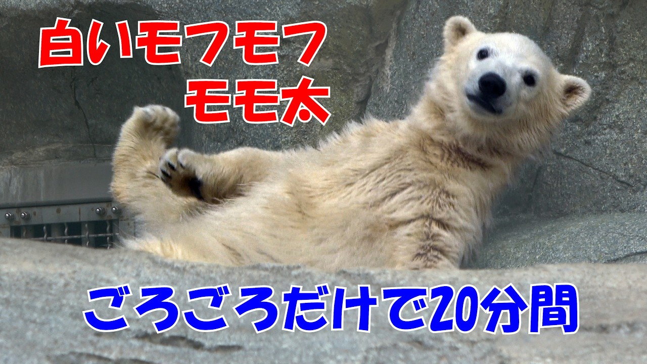 白いモフモフ」 モモ太 ゴロゴロだけの20分間 ＃男鹿水族館GAO