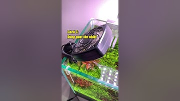 4 cách làm mát nước thuỷ sinh mùa nóng có thể bạn chưa biết! #thủysinh #nature #thuysinhsinhvien