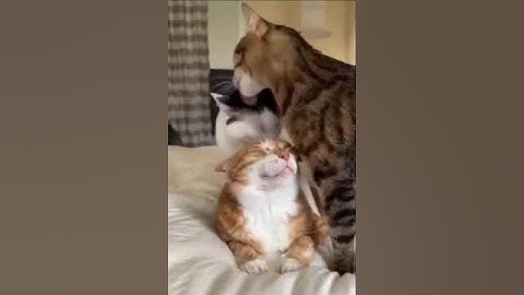 Взаимолизь. Больше всех повезло одному.....