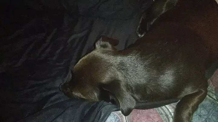 Y little Hunter spending his night with mammas Deb...