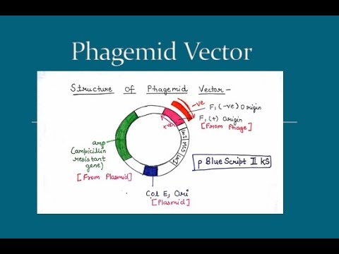 Video: Unterschied Zwischen Cosmid Und Phagemid