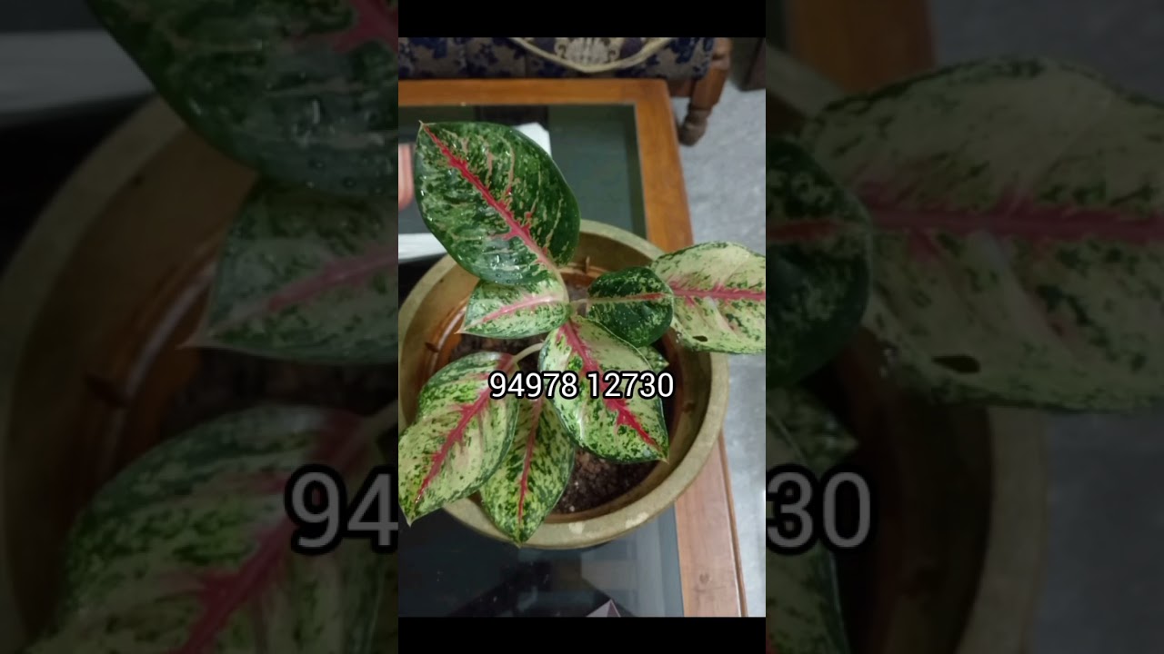 200₹ # healthy plants 