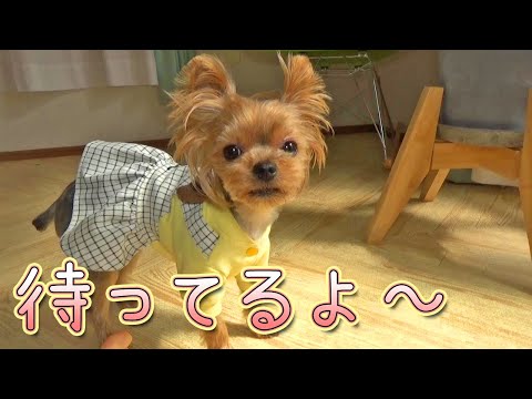 【ヨークシャテリア】健気に待ってます‼【Yorkshire Terrier】
