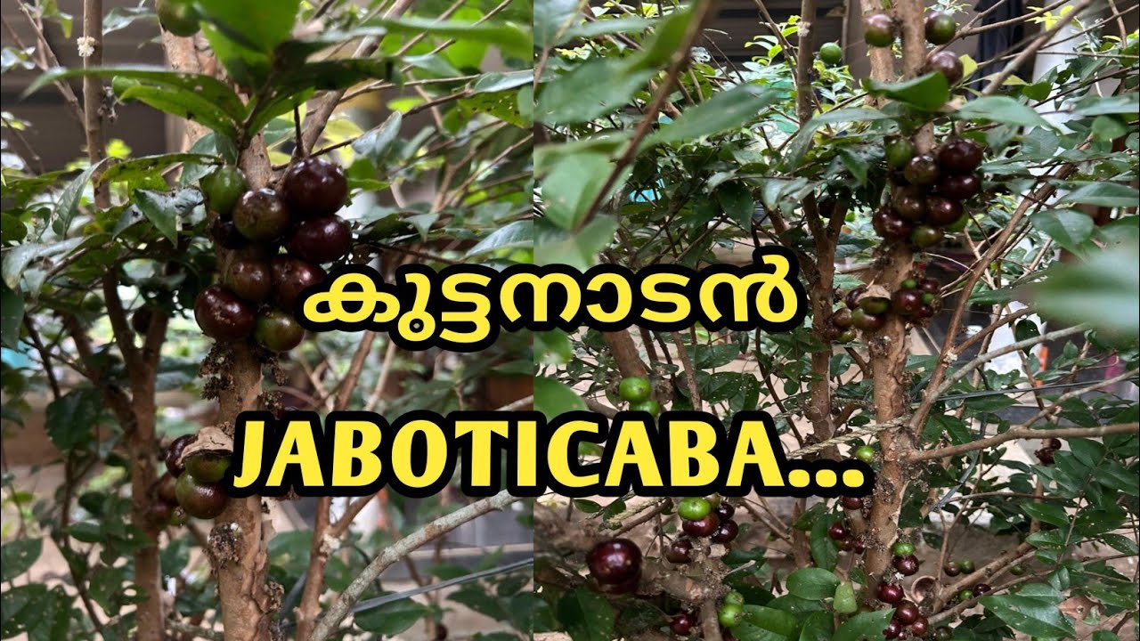 കുട്ടനാട്ടിലെ ബ്രസീലിയൻ സാനിദ്ധ്യം .....jaboticaba in kuttanad...@LD AND RD MEDIA