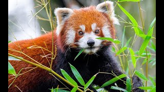 The Adorable World of Red Pandas