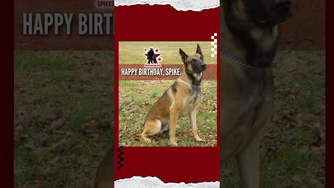 HAPPY BIRTHDAY, SPIKE! 🎉🐕‍🦺