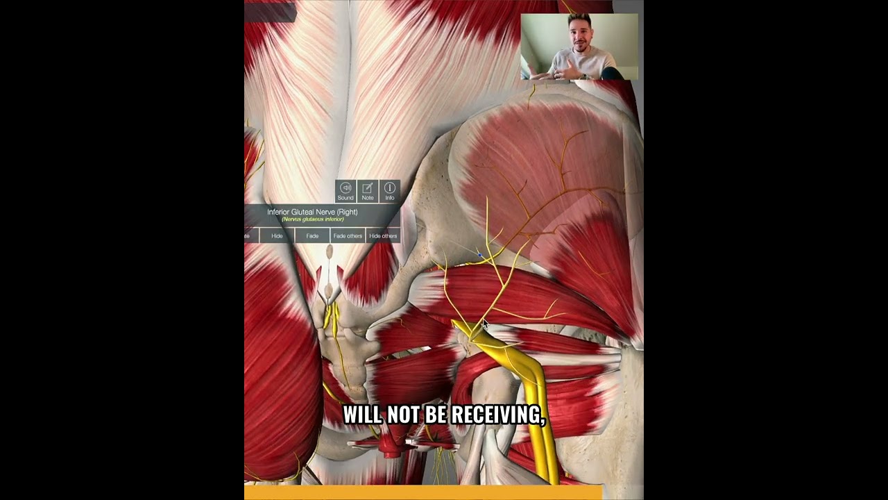 🤔 GLUTEUS NOT WORKING ❓