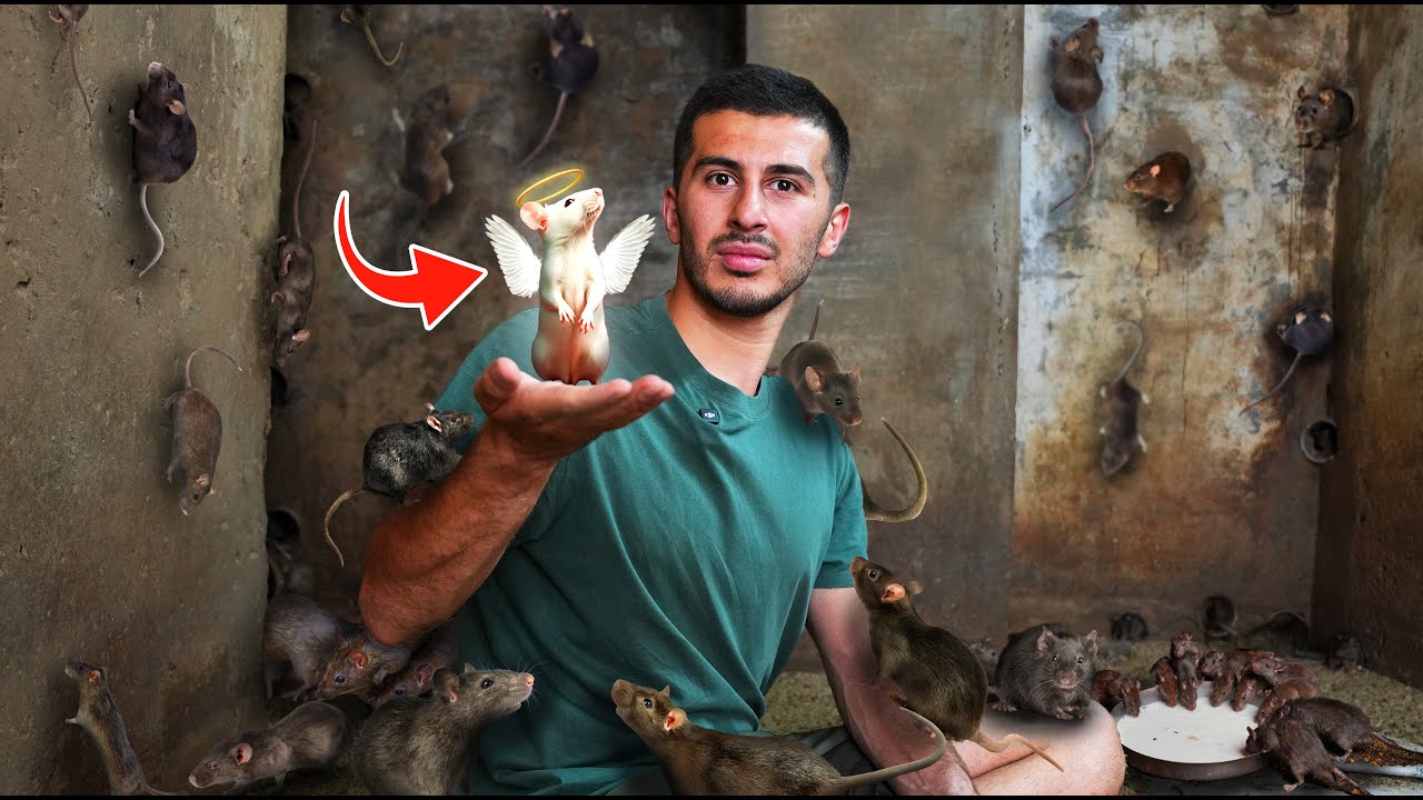 معبدی با ۳۰،۰۰۰ تا موش که همشون انسان بودن قبلا! Rat Temple in India