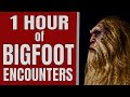 Bigfoot Ultra Marathon 3 - 1 HOUR of Bigfoot Encounters