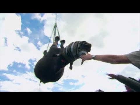How Do You Airlift A Rhinoceros? - YouTube