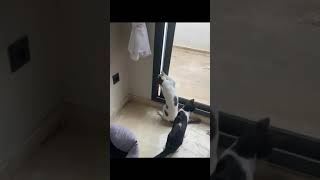 Funny Cats 😸 || Best Funny Animals #shorts of 2023 #107 😸