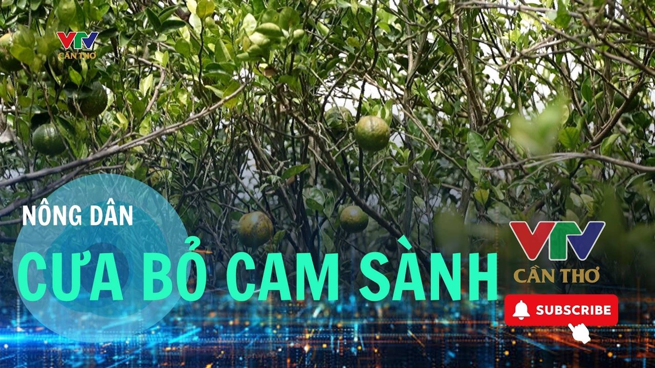 Cam sành rớt giá thê thảm, nhà vườn Vĩnh Long cưa bỏ vườn | VTV CẦN THƠ