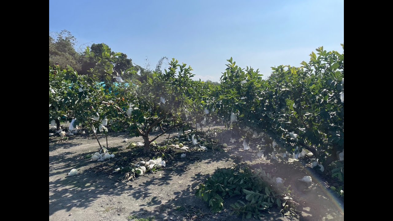 Ổi Chết Lí Do Vì Đâu ???