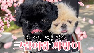 봄,사랑 벚꽃 말고 크림이 까망이 l 에휴의 일상