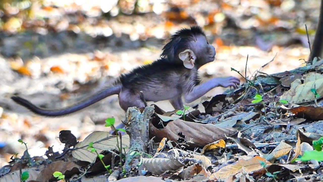 Gorgeous adorable lovely baby monkey incredible action perfect, most active happy playful