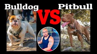 Pitbull VS Bulldog 'Who will win?' by My New Puppy with Ali A. Parker 761 views 11 months ago 4 minutes, 36 seconds