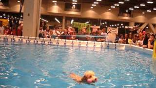 Lap Dog's First Jump.AVI