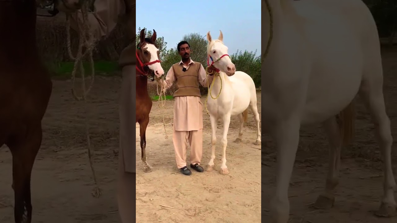 Nukri Wacheri For Sale | Breedar Kumait Ghori