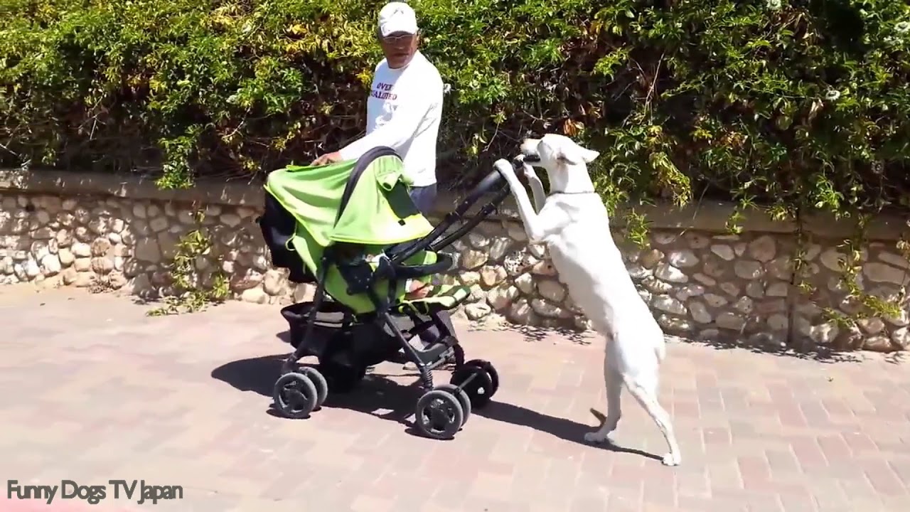 dog and baby stroller