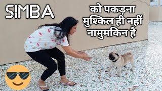 When PUG thinks he is a RABBIT  | Simba's Playtime on terrace
