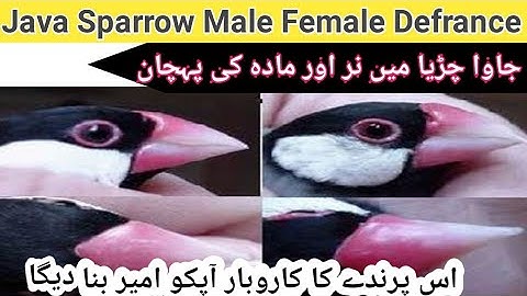 Java Sparrow Male Female Difference | Difference between male and female Java Finch Urdu/Hindi