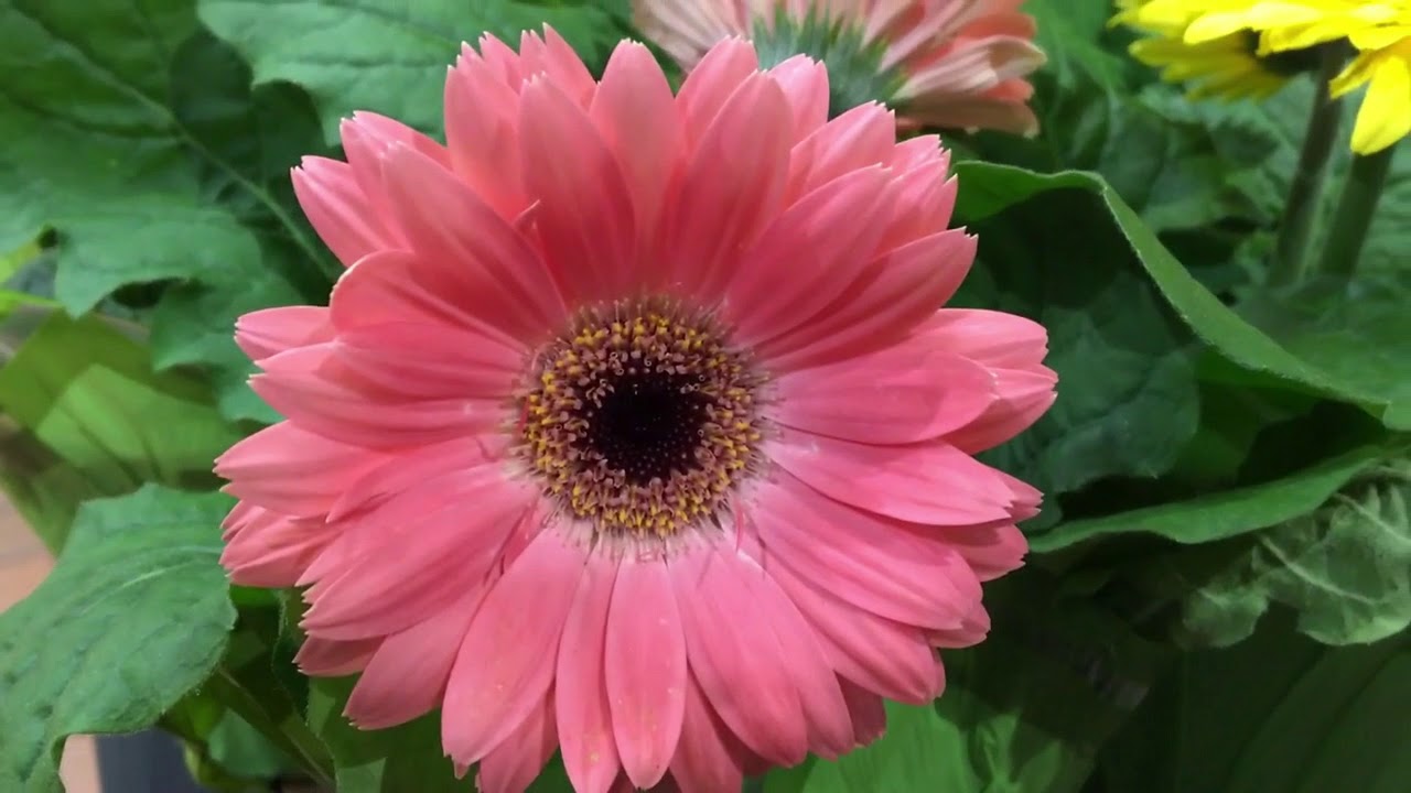 🌸🌻🌼Lovely colorful Gerber daisy flowers on display🌼🌻🌸