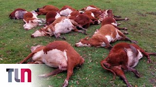 Misterio en Corrientes: 220 vacas aparecieron muertas
