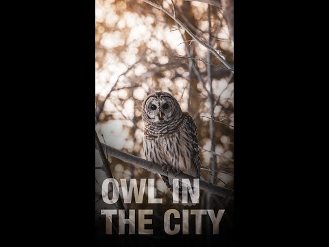 Video: Hawk Owl: Beschreibung und Foto