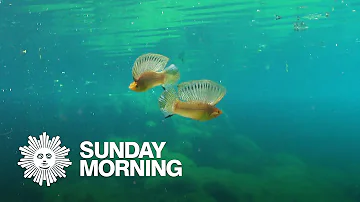 Nature: Sailfin mollies