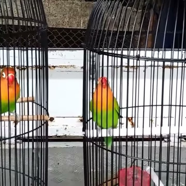Lovebird baby josan