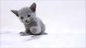 パープル君 Youtube